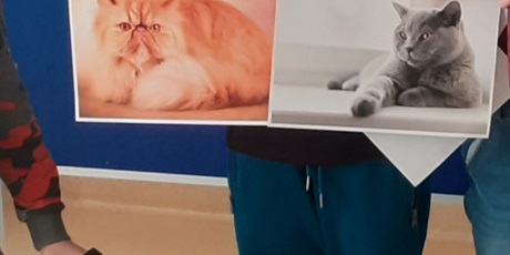 Powiększ grafikę: Chłopiec z 1c prezentuje duże zdjęcia kotów, na dole dziewczynka przebrana za kotka 