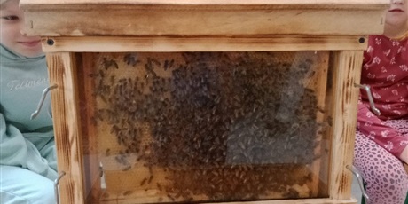 Powiększ grafikę: Szklany ul z poruszającymi się pszczołami.