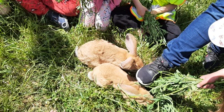 Powiększ grafikę: Dzieci patrzą na króliki, które siedzą na trawie.